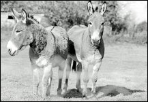 Donkeys Crediton Devon Praktica Nova 1977_01_17.jpg