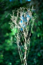 Cow Parsley S1 50P f1.7.jpg