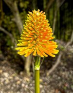 Torch Lilly IMG_0952.JPG