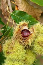 Sweet Chestnut in Shell.jpg