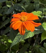 Tithonia IMG_0955.JPG