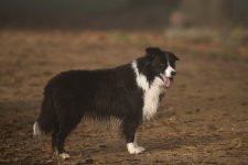 DSC_7756 Border Collie.jpg