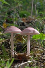 Two Pink  Funghi.jpg