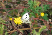 White Spotted Butterfly.jpg