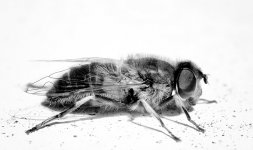 Eristalis-B&W-facebook.jpg