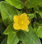 St.John's Wort-IMG_0959.JPG