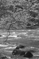 Corot River View Overhanging Tree PTF Mono.jpg