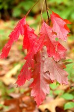 Bunch of Red Leaves 1.jpg