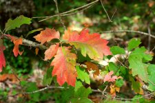 Reddened Oak Leaves.jpg