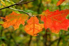 Three Reddened Leaves Bokeh.jpg