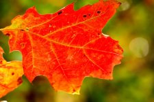 Bright Red Leaf Bokeh.jpg