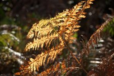 Golden Fern.jpg