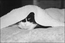 Pushkin under fluffy blanket at Trevince Pre-2000 050.jpg