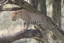 leopard_tree walk_exposuretours.JPG