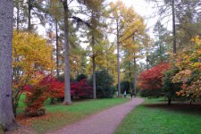 2024 Nov Westonbirt 8.JPG