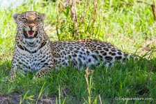 leopard snarl exposuretours.JPG