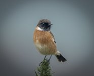 Male Stonechat on gorse 6 Nov 24.jpg