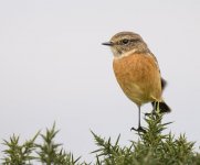 Female Stonechat on gorse 6 Nov 24.jpg