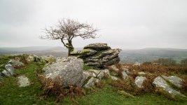 012 Lone Tree on Heckwood Tor 01-1001197 PS Adj.JPG