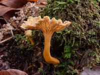 winter-chanterelle.jpg