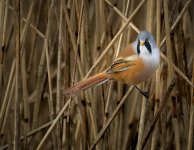 Male Bearded Reedling 12 Nov 24.jpg