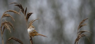 Female Bearded Reedling 12 Nov 24.jpg