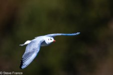 12-11-2023 Gull.jpg