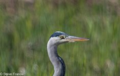 12-11-2023 Heron.jpg