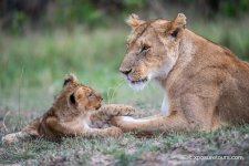 Lioness and cub_et.JPG