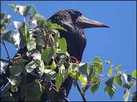 Crow in a tree 500mm E-PL5 P6200014.jpg