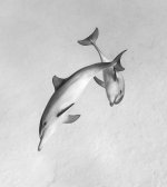 BW-dolphins-TP.jpg