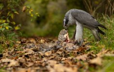 Goshawk 1a R5 ii RF 70 x 200 LP crop.jpg