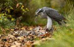 Goshawk 1b R5 ii RF 70 x 200 LP crop.jpg