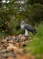 Goshawk 1c R5 ii RF 70 x 200 LP crop.jpg