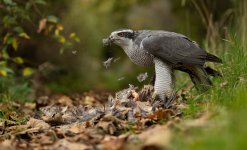 Goshawk 1d R5 ii RF 70 x 200 LP 2nd edit crop.jpg