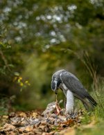 Goshawk 1e R5 ii RF 70 x 200 LP crop.jpg