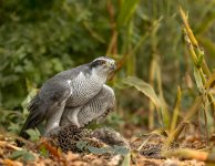 Goshawk 1f R5 ii RF 70 x 200 LP crop.jpg