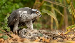 Goshawk 1g R5 ii RF 70 x 200 LP crop.jpg