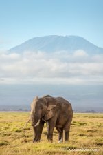 Elephant and Kilimanjaro exposuretours.JPG