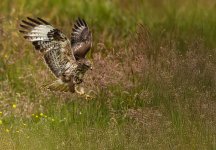 Buzzard 1e 600 LP crop.jpg