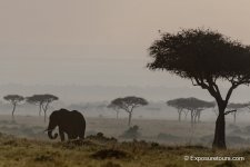 elephant dawn et.JPG