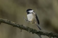 hoping coaltit.jpeg