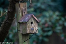 07-12-2024 Nest Box.jpg