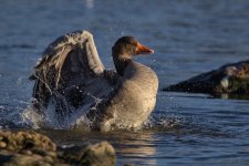 Greylag.jpg