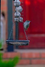 Female Blackcap.jpg