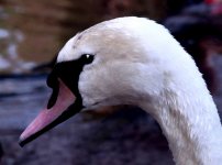 ! Swan.jpg