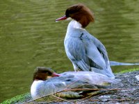 7 Goosanders.jpg