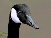 1 Goose.jpg