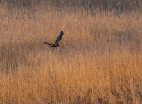 TP Minsmere Jan 2025-002.jpg