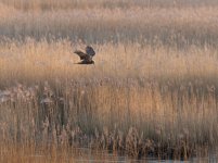 TP Minsmere Jan 2025-003.jpg